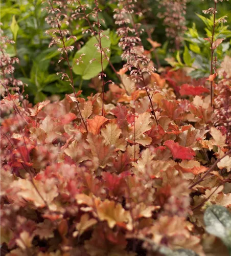 Heuchera villosa 'Marmalade' -R- Heuchera villosa 'Marmalade' -R-