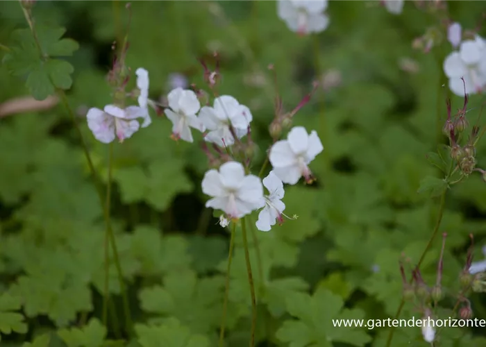 Cambridge-Bastard-Storchschnabel 'Biokovo' Cambridge-Bastard-Storchschnabel 'Biokovo'