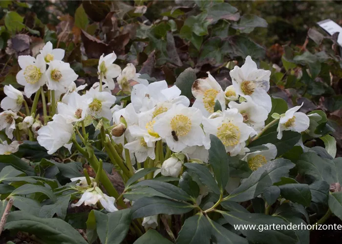 Christrose Christrose