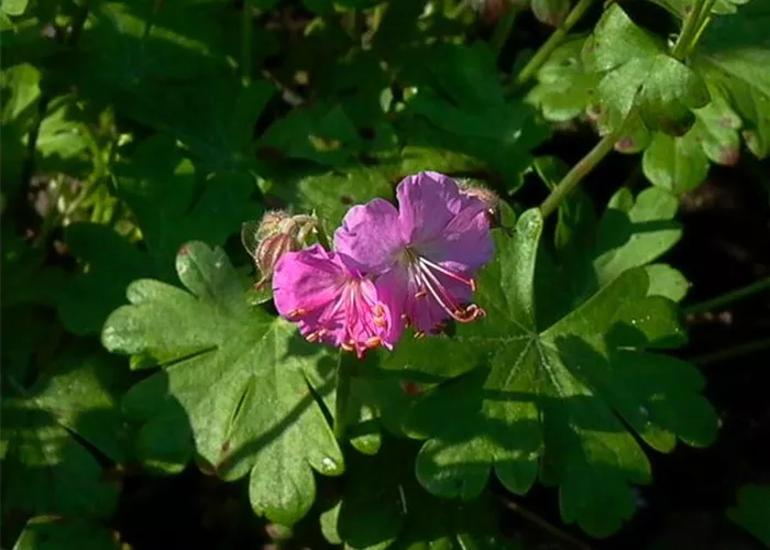 Cambridge-Bastard-Storchschnabel 'Cambridge' Cambridge-Bastard-Storchschnabel 'Cambridge'