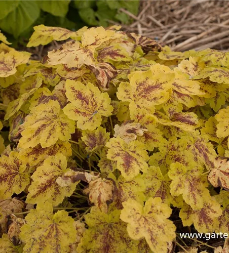 Heucherella(x) tiarell.'Solar Power' -R-