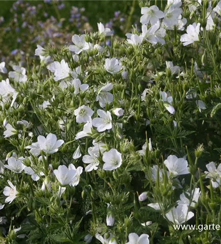 Wald-Storchschnabel Wald-Storchschnabel