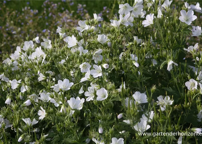 Wald-Storchschnabel Wald-Storchschnabel