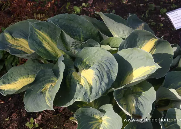 Funkie 'Dream Weaver'