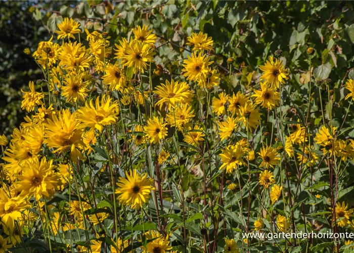 Garten-Stauden-Sonnenblume 'Monarch' Garten-Stauden-Sonnenblume 'Monarch'