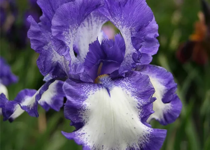 Hohe Garten-Schwertlilie