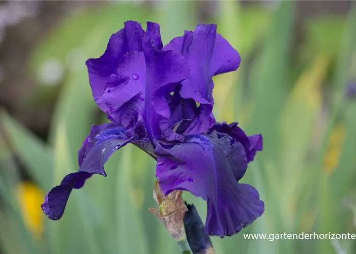 Hohe Bartiris 'Superstition'