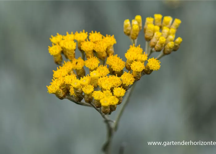 Currykraut Currykraut