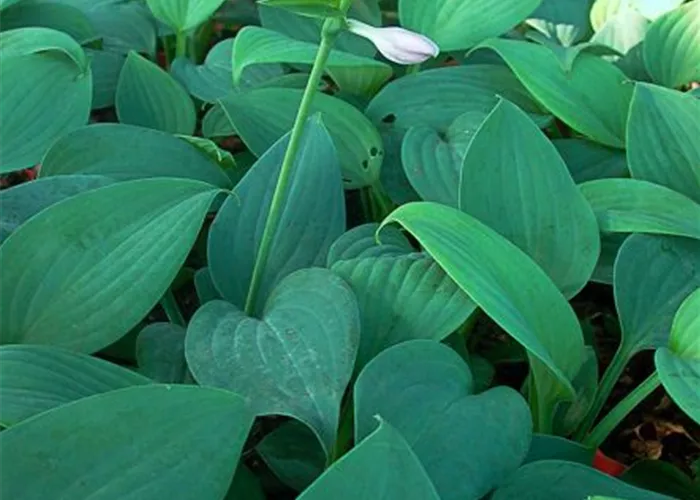 Duftende Lilien-Funkie Duftende Lilien-Funkie