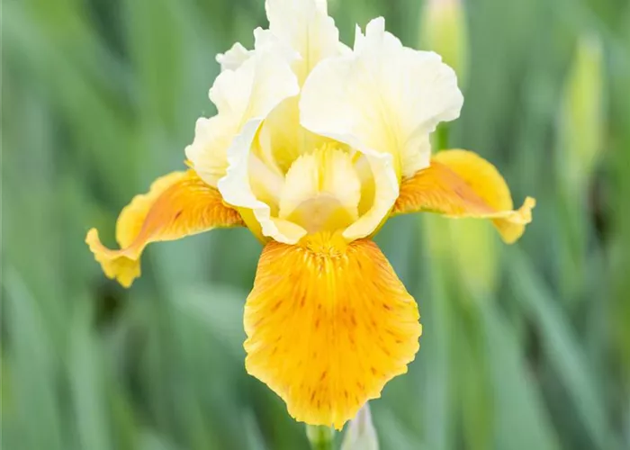 Hohe Bartiris 'Tulip Festival'