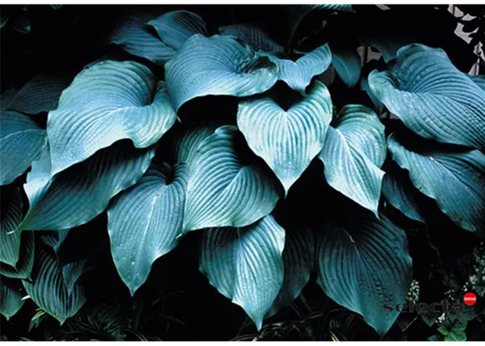 Funkie 'Blue Angel' Funkie 'Blue Angel'