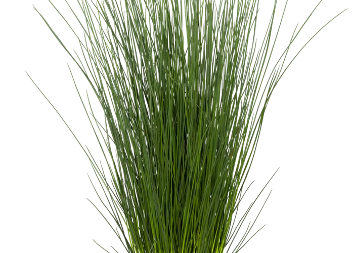 Blaugrüne Binse Blaugrüne Binse