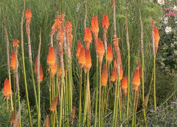 Fackellilie Fackellilie