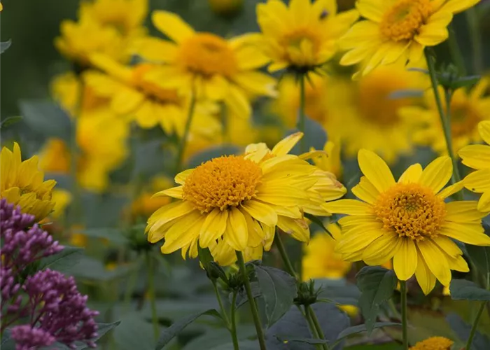 Garten-Stauden-Sonnenblume 'Meteor'