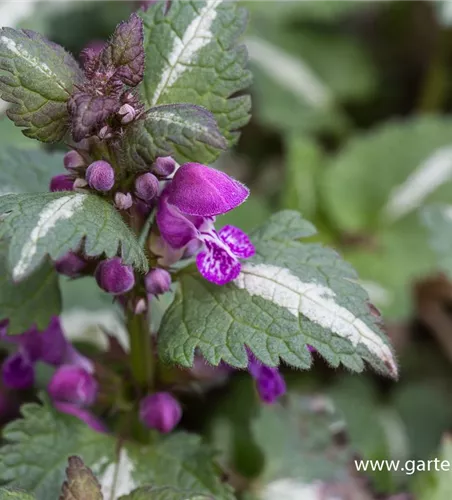Lamium maculatum 'Chequers' Lamium maculatum 'Chequers'