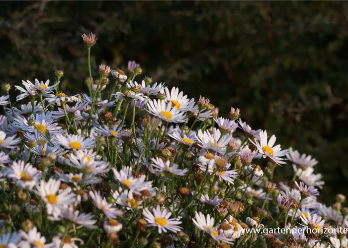 Garten-Schönaster 'Madiva'