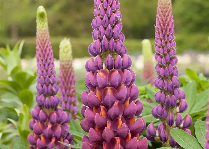 Garten-Lupine 'Master Piece'®