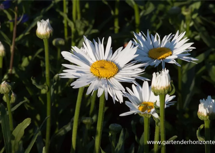 Großblumige Garten-Margerite 'Brightside'
