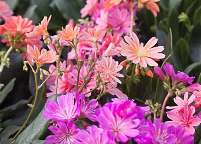 Garten-Bitterwurz 'Regenbogen' Garten-Bitterwurz 'Regenbogen'