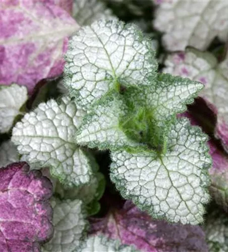 Lamium maculatum 'White Nancy'