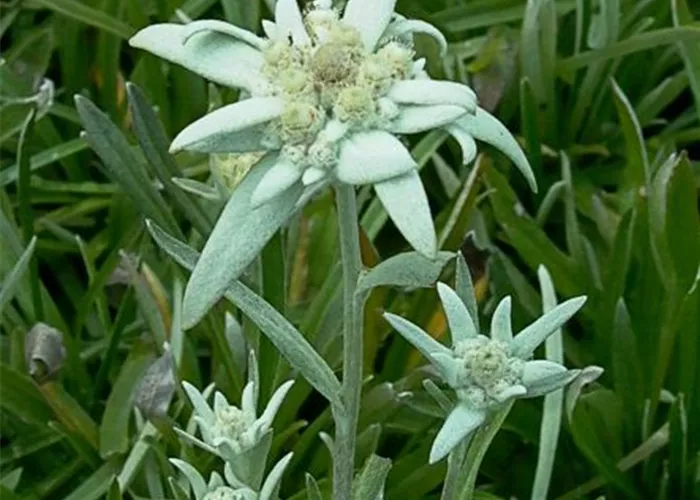 Fackellilie Fackellilie