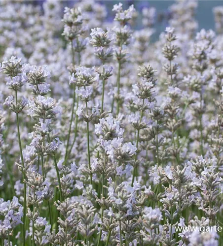 Lavandula angustifolia 'Loddon Pink' Lavandula angustifolia 'Loddon Pink'