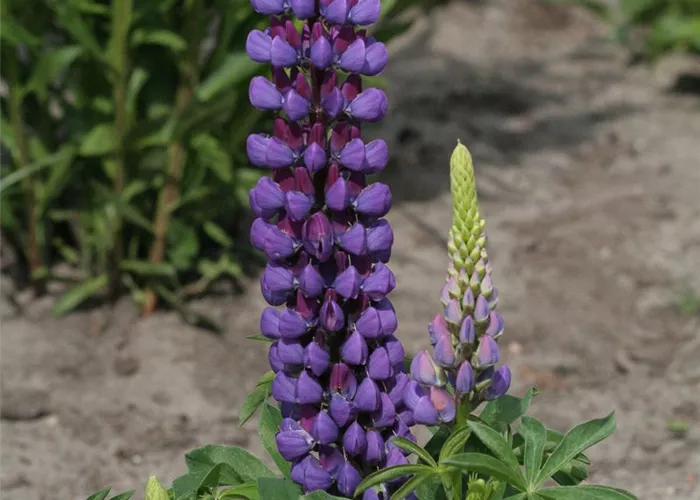Garten-Lupine 'Camelot Blue®' Garten-Lupine 'Camelot Blue®'