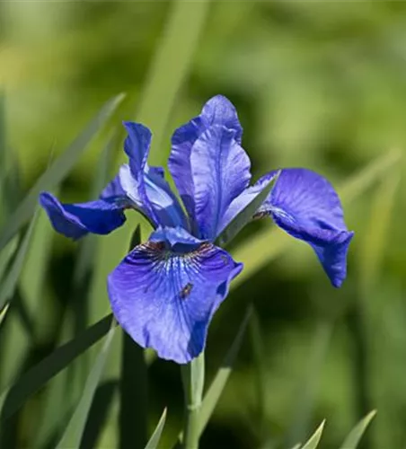 Iris sibirica Iris sibirica