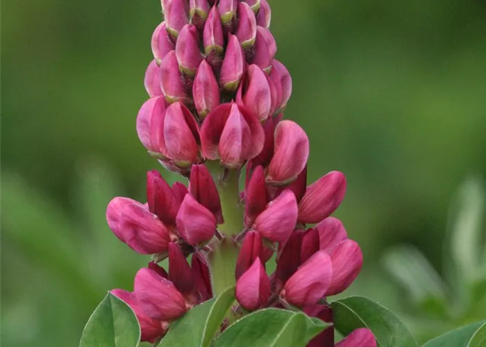 Lupine 'Camelot Red'® Lupine 'Camelot Red'®