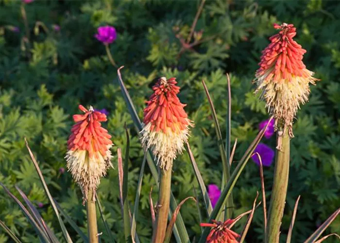 Garten-Fackellilie Garten-Fackellilie