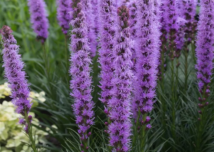 Ährige Prachtscharte 'Kobold' Ährige Prachtscharte 'Kobold'