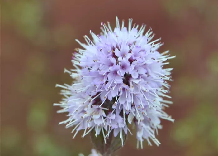 Bach-Minze Bach-Minze