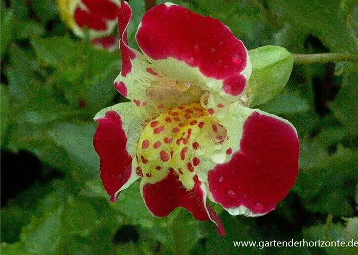 Gauklerblume Gauklerblume