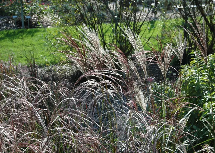 Garten-Chinaschilf Garten-Chinaschilf