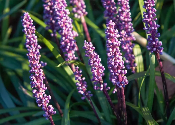 Garten-Glöckchentraube 'Ingwersen' Garten-Glöckchentraube 'Ingwersen'
