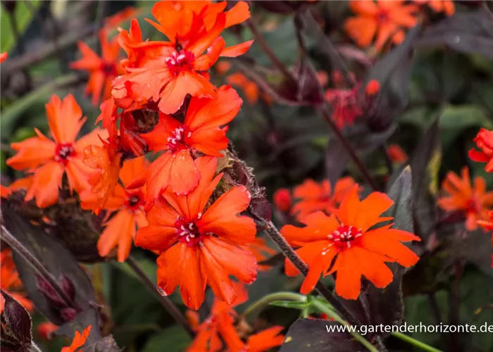 Garten-Bastard-Lichtnelke Garten-Bastard-Lichtnelke
