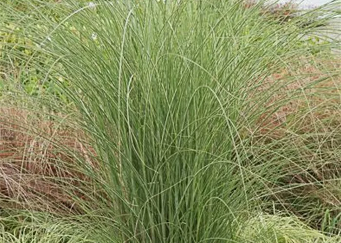 Garten-Chinaschilf Garten-Chinaschilf