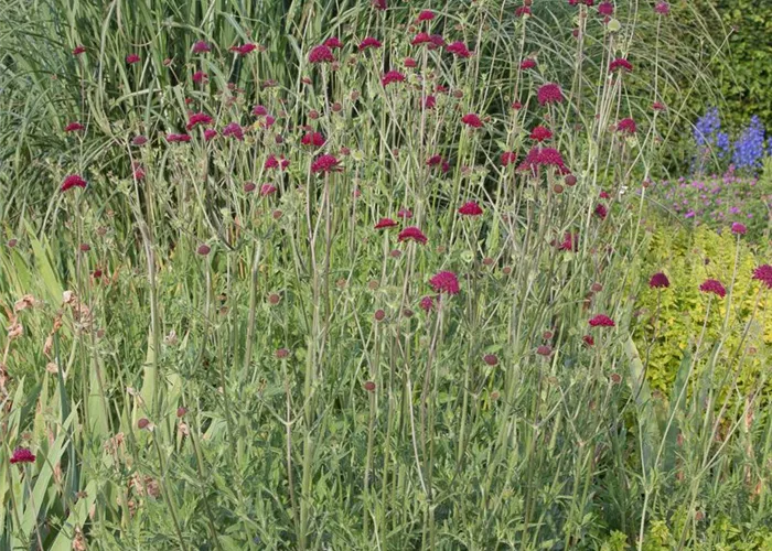 Mazedonische Witwenblume Mazedonische Witwenblume