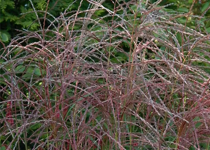 Garten-Chinaschilf 'Flamingo' Garten-Chinaschilf 'Flamingo'