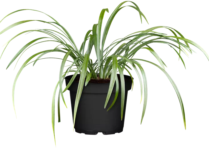 Garten-Glöckchentraube 'Moneymaker' Garten-Glöckchentraube 'Moneymaker'