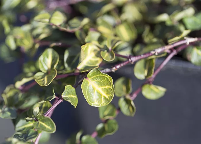 Echte Rebhunbeere Echte Rebhunbeere