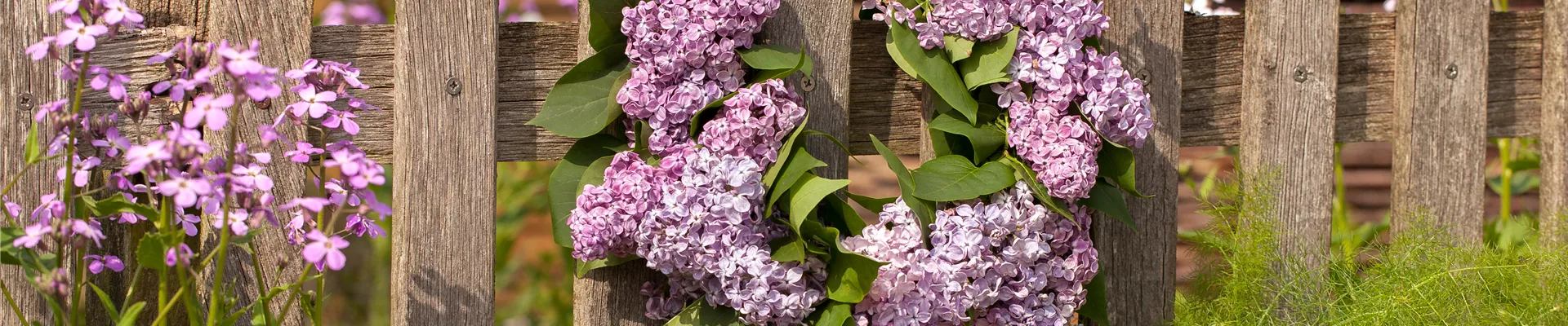 Fliederkranz am Zaun Fliederkranz am Zaun