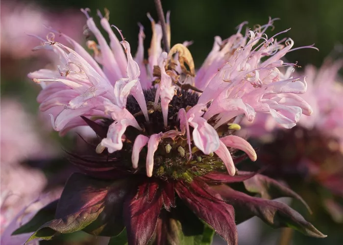 Garten-Indianernessel 'Beauty of Cobham' Garten-Indianernessel 'Beauty of Cobham'