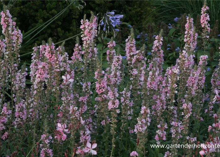 Garten-Blut-Weiderich 'Blush' Garten-Blut-Weiderich 'Blush'