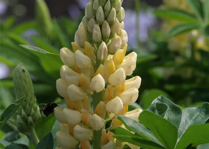 Garten-Lupine 'Camelot Yellow'® Garten-Lupine 'Camelot Yellow'®