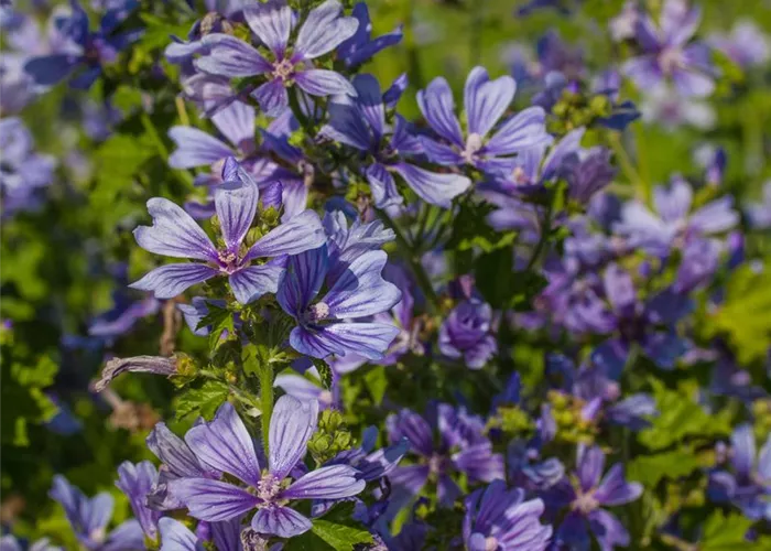 Garten-Malve 'Marina'® Garten-Malve 'Marina'®