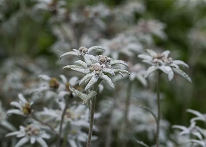 Garten-Edelweiß 'Matterhorn' Garten-Edelweiß 'Matterhorn'