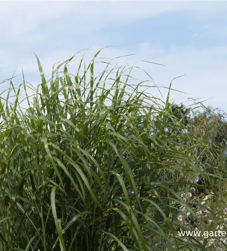 Garten-Chinaschilf 'Giraffe'