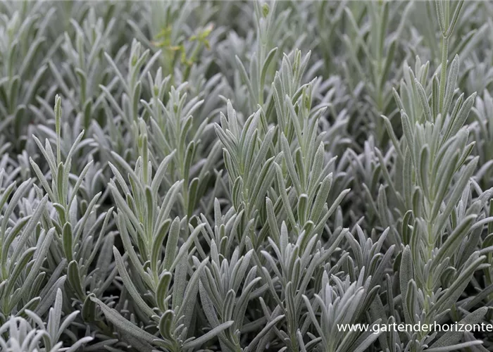 Echter Lavendel 'Silver Mist' Echter Lavendel 'Silver Mist'