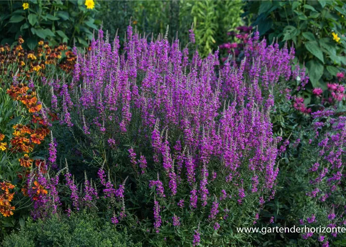 Garten-Blut-Weiderich 'Morden Pink' Garten-Blut-Weiderich 'Morden Pink'